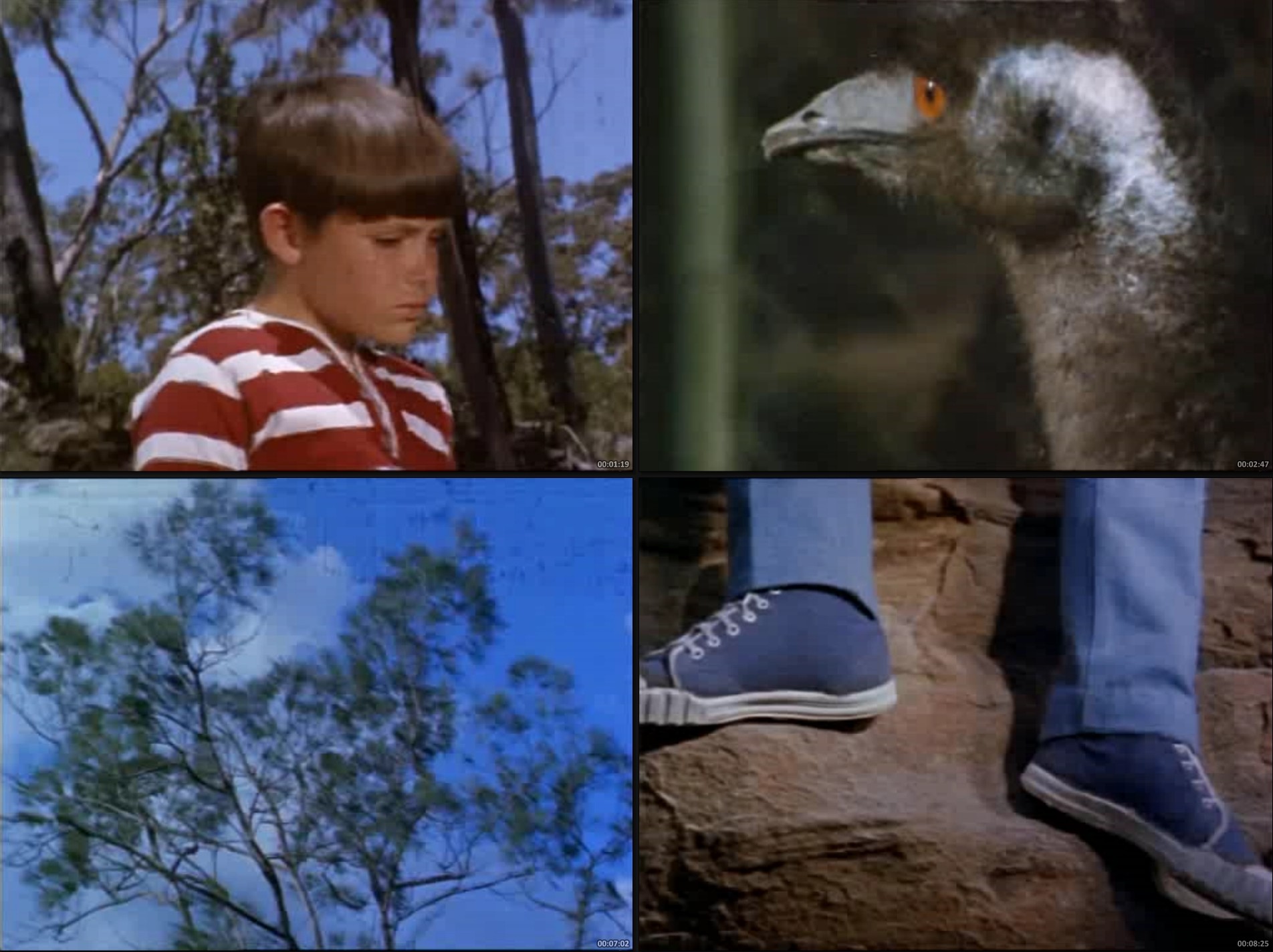 Skippy el Canguro (1968) – Serie Inolvidable Completa 3 Temporadas 91 Episodios | 480p Sub Español - Imagen 2